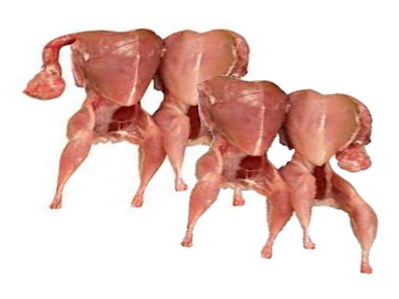 Grocery Ecommerce Template