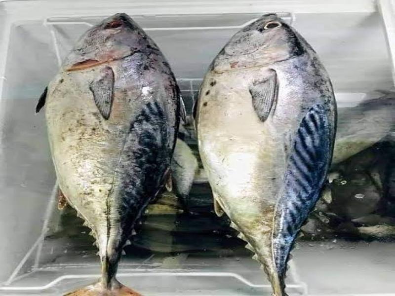 Grocery Ecommerce Template