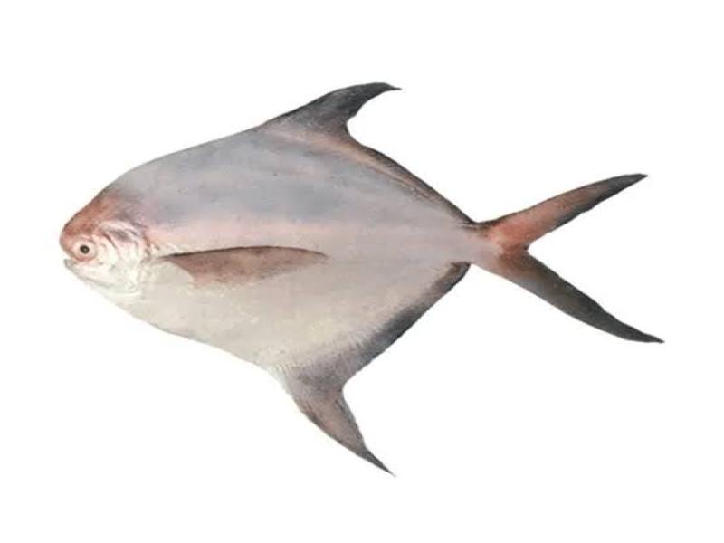 Grocery Ecommerce Template