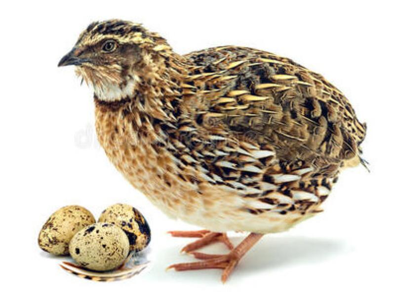 Grocery Ecommerce Template