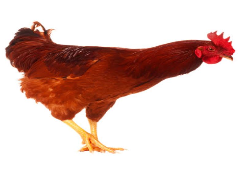 Grocery Ecommerce Template