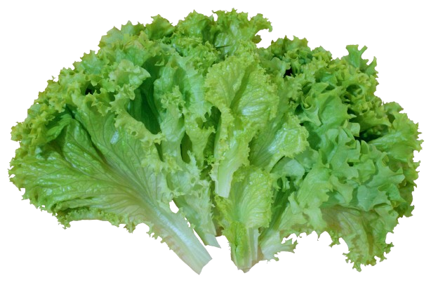 Lettuce Green