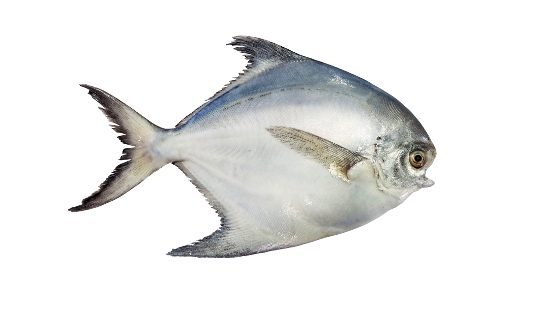 Pomfret China(6-7p)Kg