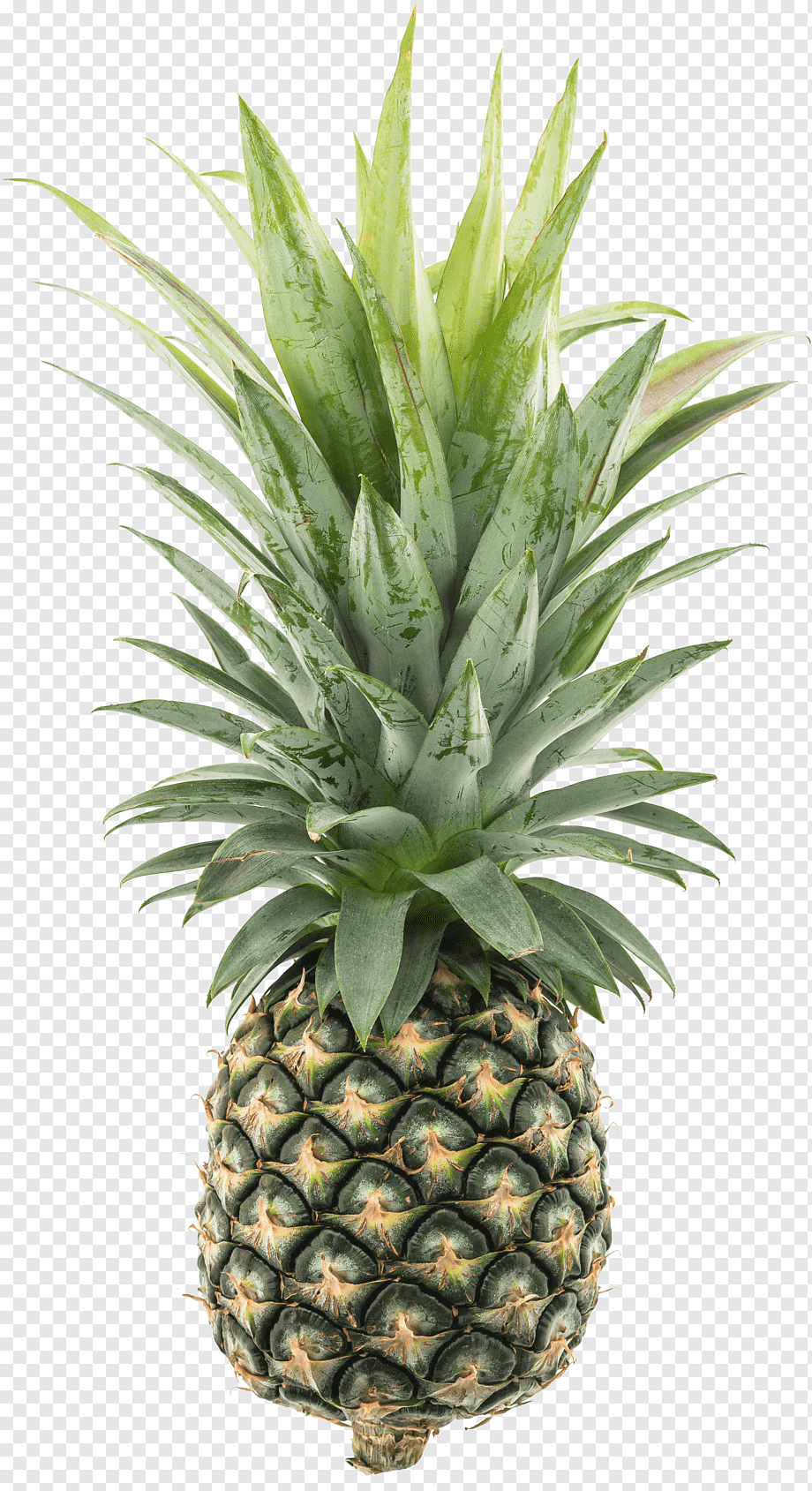 Pineapple (jouldoug)